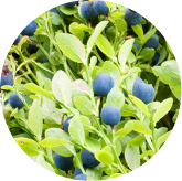 Bilberry